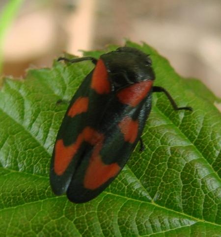 Cercopis vulnerata